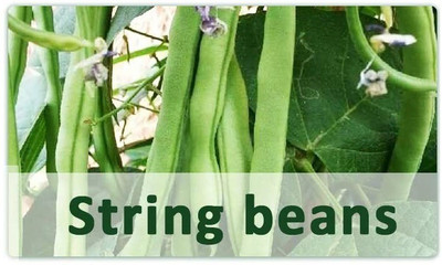 CYBEXIS Fast Germination String Beans Seeds800 Seeds Seed(800 per packet)