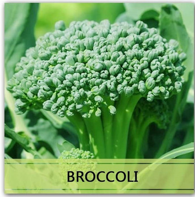 CYBEXIS Heirloom Green Broccoli Seeds2000 Seeds Seed(2000 per packet)
