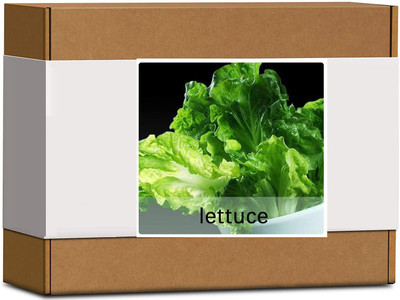 CYBEXIS High Germination Iceberg Lettuce Seeds2000 Seeds Seed(2000 per packet)