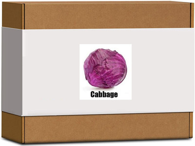 CYBEXIS High Germination Red Cabbage Seeds2000 Seeds Seed(2000 per packet)