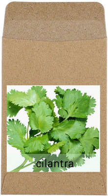 CYBEXIS Hybrid Coriander Seeds700 Seeds Seed(700 per packet)