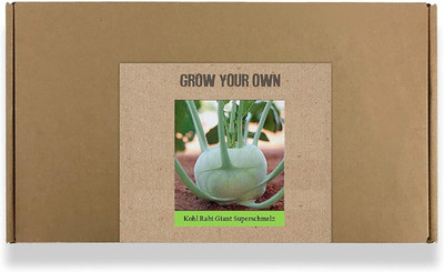 CYBEXIS Fast Germination Giant Khol Rabi Seeds2000 Seeds Seed(2000 per packet)