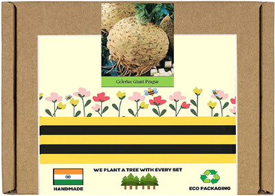 CYBEXIS F1 Hybrid Celeriac Giant Prague Seeds1000 Seeds Seed(1000 per packet)