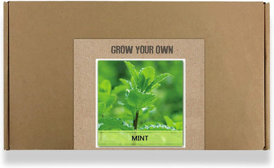 CYBEXIS Fast Germination Mint Seeds2800 Seeds Seed(2800 per packet)
