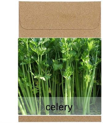 CYBEXIS Guarenteed Germination Celery Seeds700 Seeds Seed(700 per packet)