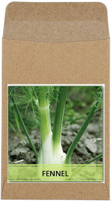 CYBEXIS Hybrid Fennel Seeds2800 Seeds Seed(2800 per packet)