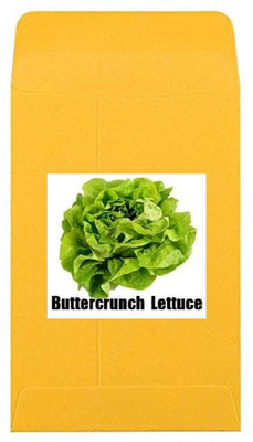 CYBEXIS Heirloom Lettuce Buttercrunch Seeds2000 Seeds Seed(2000 per packet)