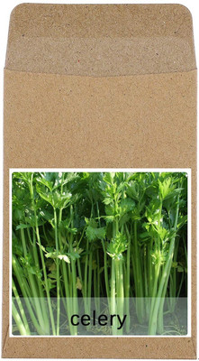 CYBEXIS Hybrid Celery Seeds700 Seeds Seed(700 per packet)