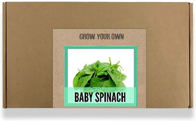 CYBEXIS Fast Germination Baby Spinach Seeds2000 Seeds Seed(2000 per packet)
