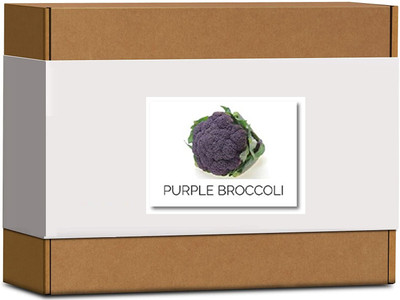 CYBEXIS High Germination Purple Broccoli Seeds500 Seeds Seed(500 per packet)