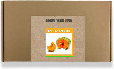 CYBEXIS Fast Germination Green Pumpkin Seeds400 Seeds Seed(400 per packet)