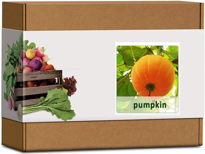 CYBEXIS High Germination Pumpkin Seeds-50 Seeds Seed(50 per packet)