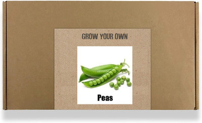 CYBEXIS Fast Germination Sweet Peas Seeds800 Seeds Seed(800 per packet)