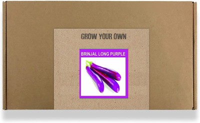 CYBEXIS Fast Germination Brinjal Long Purple Seeds-300 Seeds Seed(300 per packet)