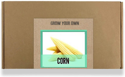 CYBEXIS Fast Germination Corn Seeds2000 Seeds Seed(2000 per packet)