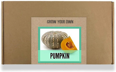 CYBEXIS Fast Germination Pumpkin Seeds-50 Seeds Seed(50 per packet)