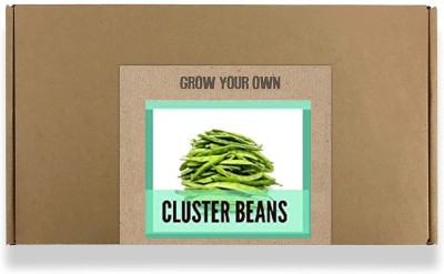 CYBEXIS Fast Germination Cluster Beans Seeds800 Seeds Seed(800 per packet)