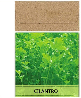 CYBEXIS Guarenteed Germination Cilantro/Coriander Seeds700 Seeds Seed(700 per packet)