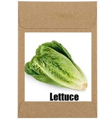 CYBEXIS Guarenteed Germination Green Lettuce Seeds2000 Seeds Seed(2000 per packet)