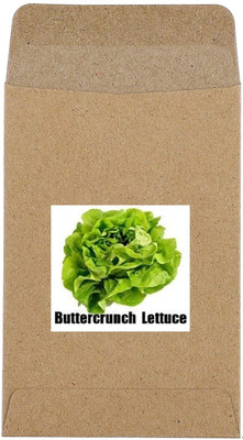 CYBEXIS Hybrid Lettuce Buttercrunch Seeds1000 Seeds Seed(1000 per packet)