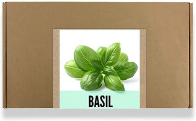 CYBEXIS Fast Germination Sweet Basil Seeds2000 Seeds Seed(2000 per packet)