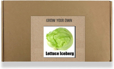 CYBEXIS Fast Germination Lettuce Iceberg Seeds2000 Seeds Seed(2000 per packet)