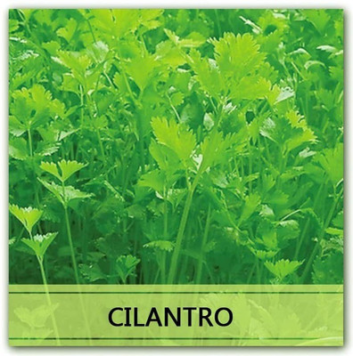 CYBEXIS Heirloom Cilantro/Coriander Seeds700 Seeds Seed(700 per packet)