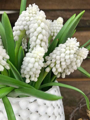 SIDDHI VINAYAK GALLERY Grape Hyacinth Night Eyes |Musckari Seed(3 per packet)
