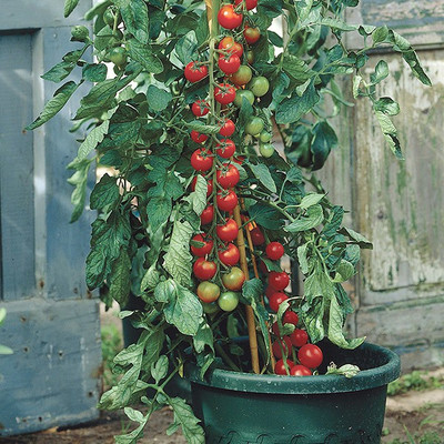 R-DRoz Cherry Tomato High Germination Vegetables Seeds - Pack of 40 Hybrid Seeds Seed(40 per packet)