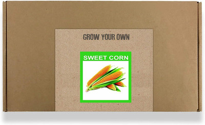 CYBEXIS Fast Germination Sweet Corn Seeds2000 Seeds Seed(2000 per packet)
