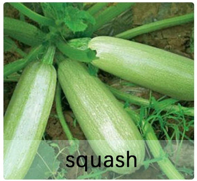 CYBEXIS Heirloom Zucchini/Squash Seeds400 Seeds Seed(400 per packet)