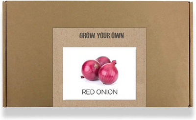 CYBEXIS Fast Germination Red Nasik Onion Seeds2000 Seeds Seed(2000 per packet)