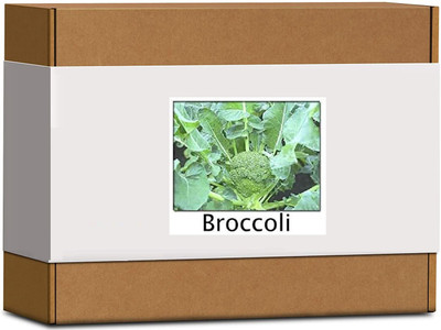 CYBEXIS High Germination Broccoli Seeds2000 Seeds Seed(2000 per packet)