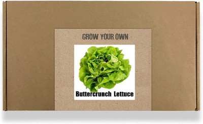 CYBEXIS Fast Germination Lettuce Buttercrunch Seeds2000 Seeds Seed(2000 per packet)