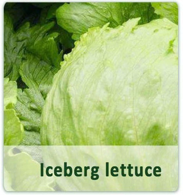 Qualtivate ® Fast Germination Iceberg Lettuce Seeds(125 Seeds) Seed(125 per packet)