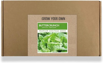 CYBEXIS Fast Germination Buttercrunch Lettuce Seeds2000 Seeds Seed(2000 per packet)