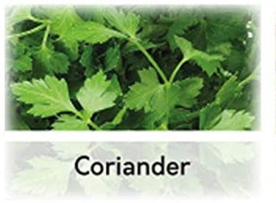 CYBEXIS Hybrid Coriander Seeds2800 Seeds Seed(2800 per packet)