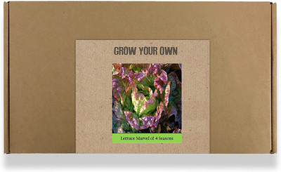 CYBEXIS Fast Germination Lettuce:Marvel Of 4 Seasons Seeds2000 Seeds Seed(2000 per packet)
