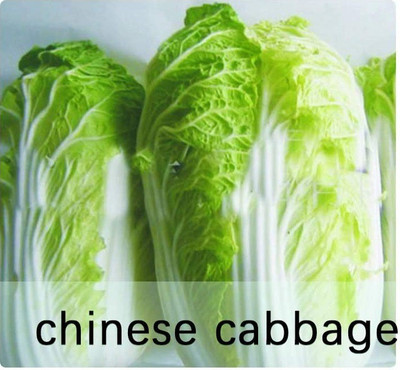 CYBEXIS Heirloom Chinese cabbage Seeds500 Seeds Seed(500 per packet)
