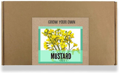 CYBEXIS Fast Germination Mustard Seeds2000 Seeds Seed(2000 per packet)