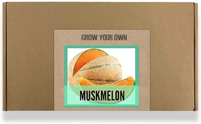 CYBEXIS Fast Germination Muskmelon Seeds400 Seeds Seed(400 per packet)