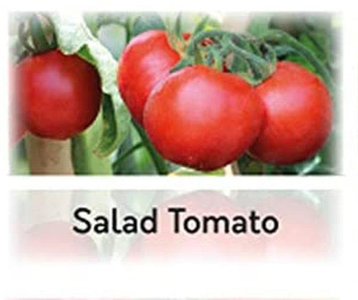 CYBEXIS Hybrid Salad tomato moneymaker Seeds2000 Seeds Seed(2000 per packet)