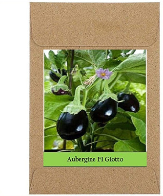 CYBEXIS Guarenteed Germination Black Round Brinjal Seeds600 Seeds Seed(600 per packet)