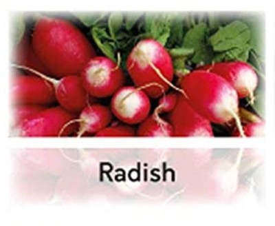 CYBEXIS Hybrid Radish French Breakfast Seeds1200 Seeds Seed(1200 per packet)