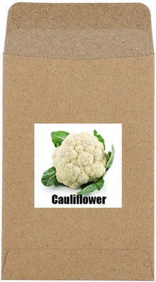 CYBEXIS Hybrid White Cauliflower Seeds500 Seeds Seed(500 per packet)