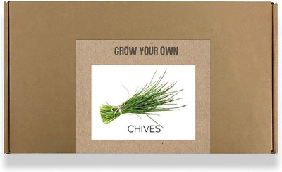 CYBEXIS Fast Germination Chives Seeds2800 Seeds Seed(2800 per packet)