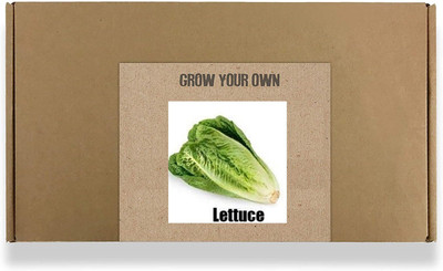 CYBEXIS Fast Germination Green Lettuce Seeds2000 Seeds Seed(2000 per packet)