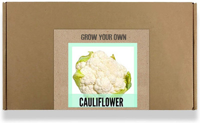 CYBEXIS Fast Germination White Cauliflower Seeds500 Seeds Seed(500 per packet)