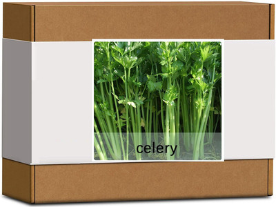 CYBEXIS High Germination Celery Seeds2800 Seeds Seed(2800 per packet)