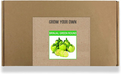 CYBEXIS Fast Germination Brinjal Green Round Seeds2400 Seeds Seed(2400 per packet)